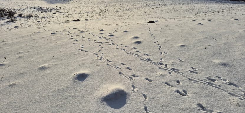 Viele Fährten und Spuren im Schnee