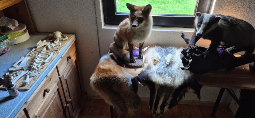 Fuchs und Dachs, Unterschiede, Verhalten,...