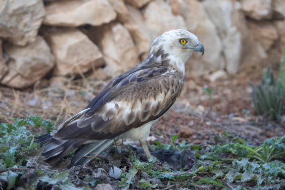 Schlangenadler