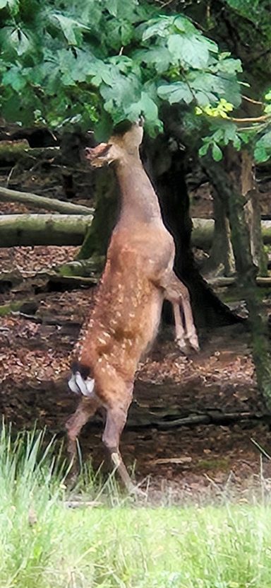 Sikahirsch beim schieben des Geweihs