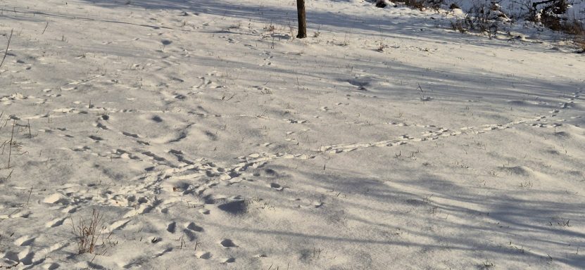 Viele Fährten und Spuren im Schnee
