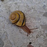 Schnecke