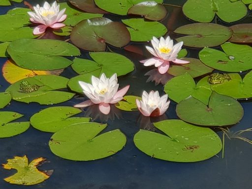 Teichrose mit Teichfrosch