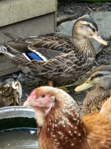 Stockente, Brahmahuhn