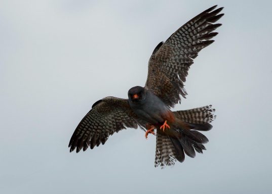 Rotfußfalke
