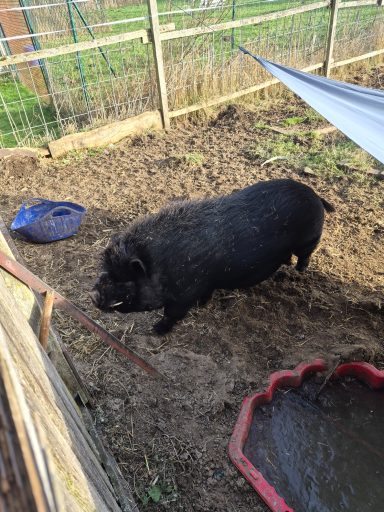 Gar nicht so mini, das Schwein