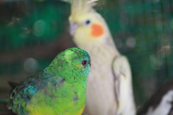 Singsittich, Nymphensittich