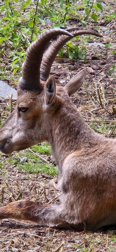 Steinbock