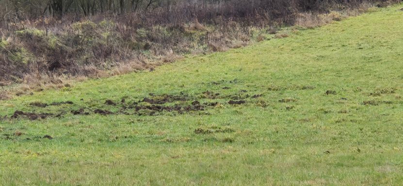 Wildschweine haben eine Wiese gebrochen