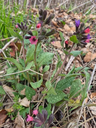 Geflecktes Lungenkraut