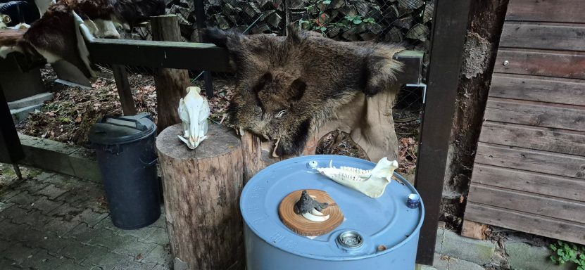 Schwarzwild, Kiefer, Waffen, Schwarte