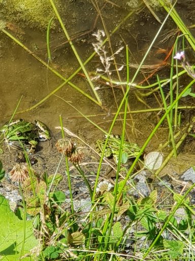 Teichfrosch