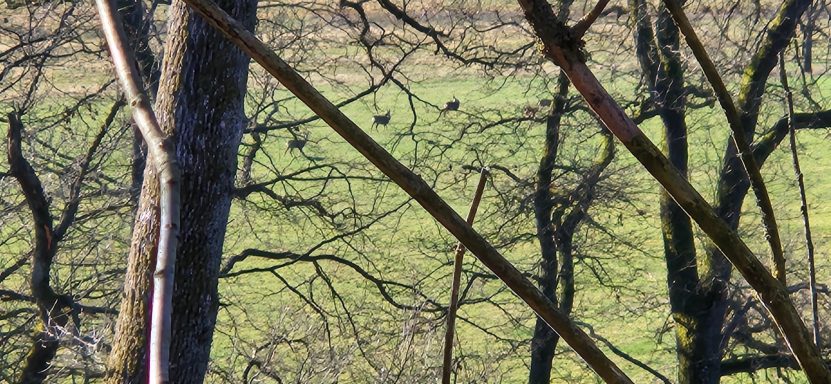 Rehe stehen im Winter in Sprüngen zusammen