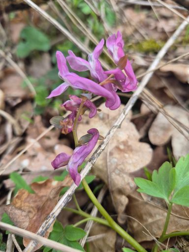 Gefingerter Lerchensporn