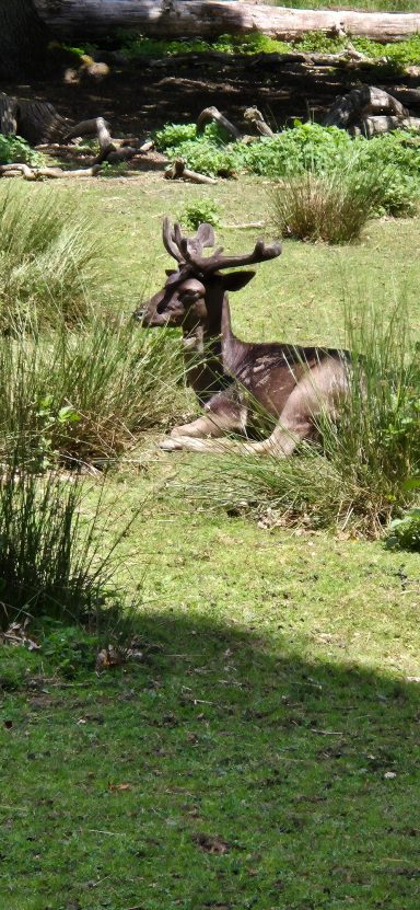 Damhirsch beim schieben des Geweihs