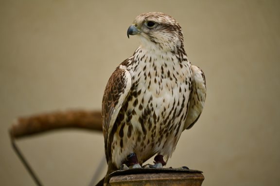 Sakerfalke