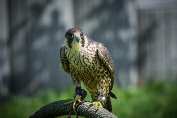 Wanderfalke juvenil, Rotvogel