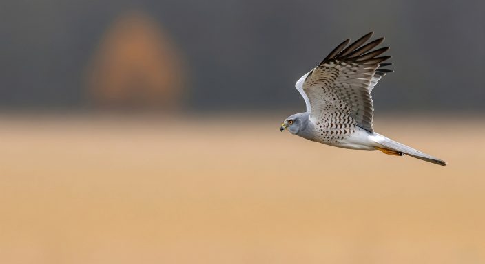 Wiesenweihe Terzel