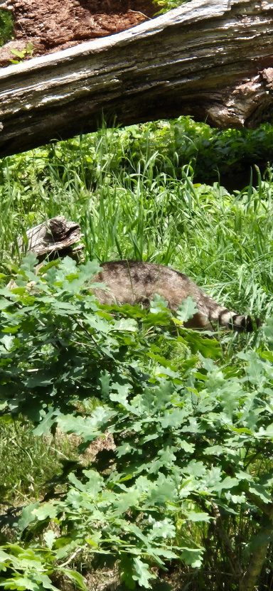 Wildkatze