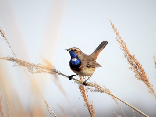 Blaukehlchen