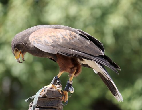 Harris Hawk, Wüstenbussard, Beizvogel