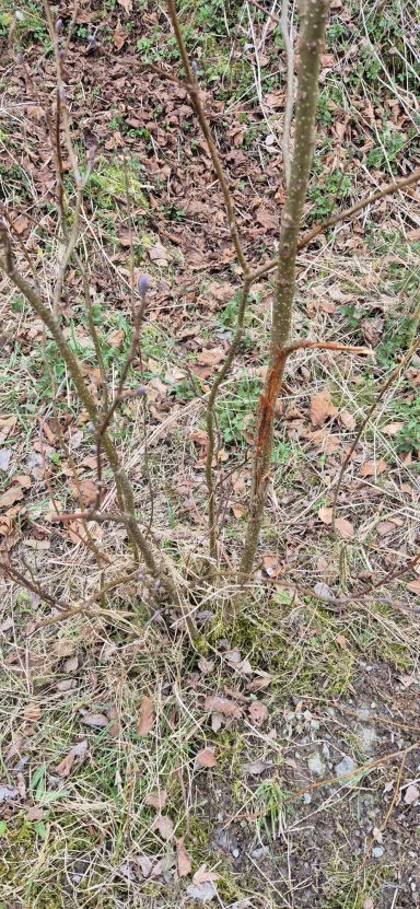 Fegeschaden vom Rehbock