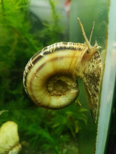 Posthornschnecke