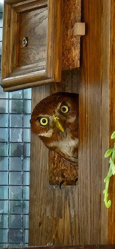 Brasilianischer Sperlingskauz