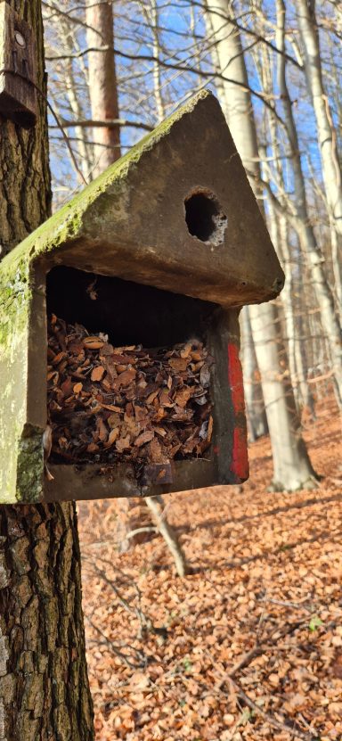 Nistkasten besetzt