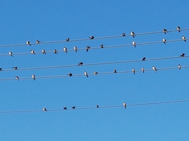 Mehlschwalben nach dem Ausflug