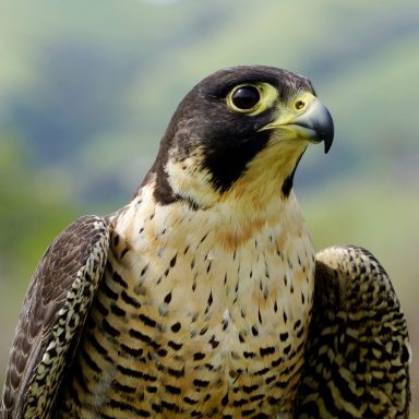 Wanderfalke