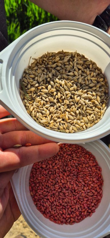 Getreidearten bestimmen