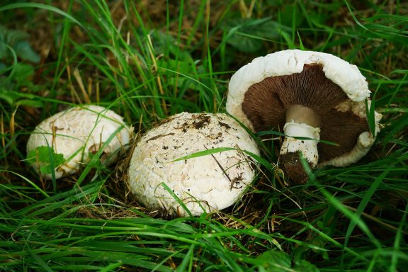 Wiesenchampignon