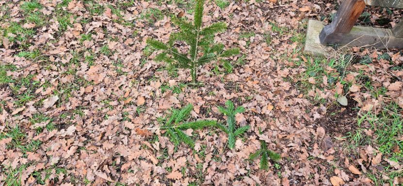 Anschussbruch, männliches Stück nach links Anschussbruch, männliches Stück nach links