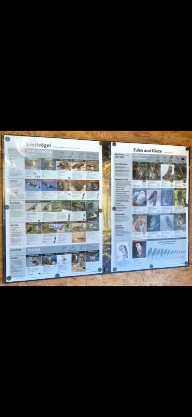Schautafel Greifvögel und Eulen