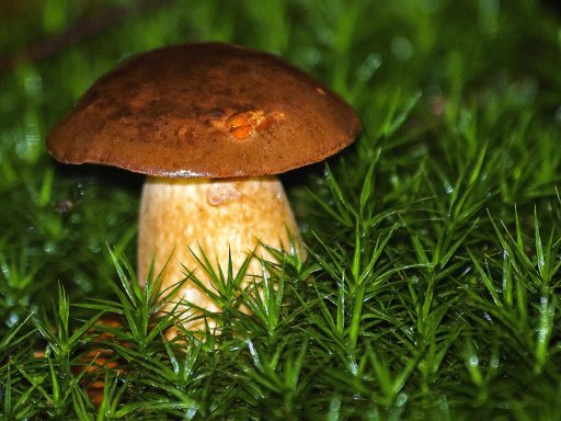 Steinpilz