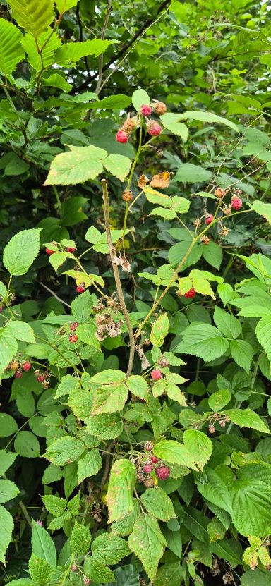 Himbeere