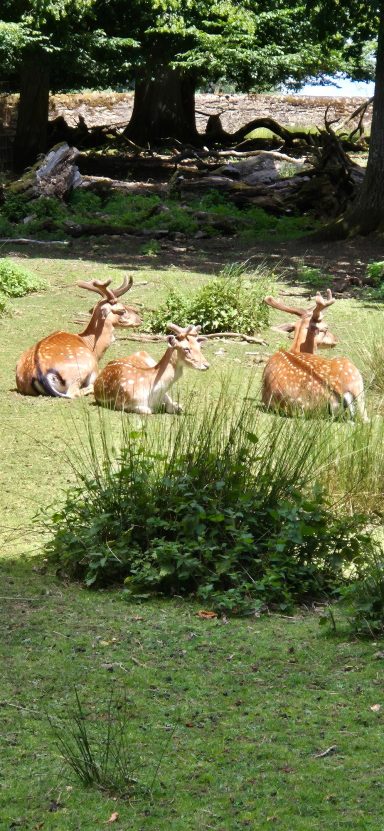Damhirsch beim schieben des Geweihs