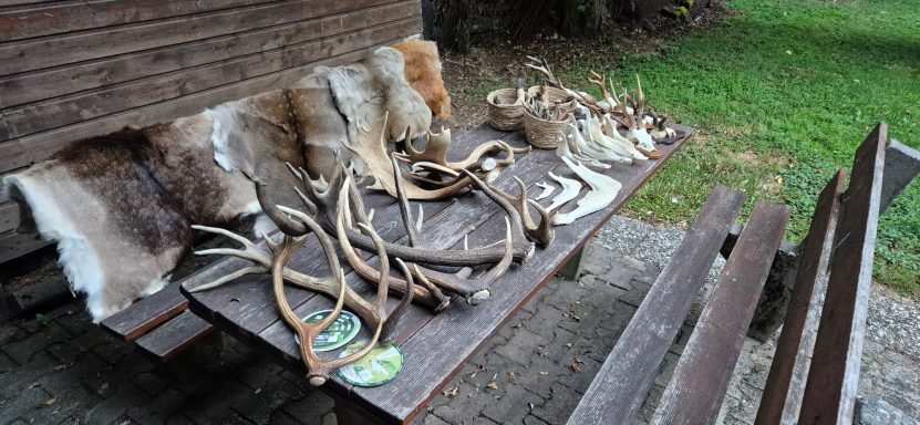 Cerviden, Geweihe, Kiefer, Zähne, Decken