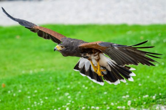 Harris Hawk, Wüstenbussard (nicht heimisch)