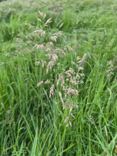 Wolliges Honiggras