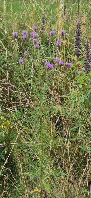 Kratzdistel