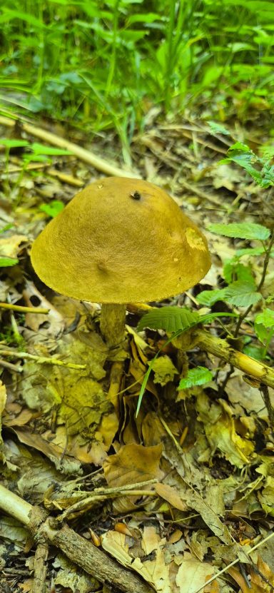 Ziegenlippe