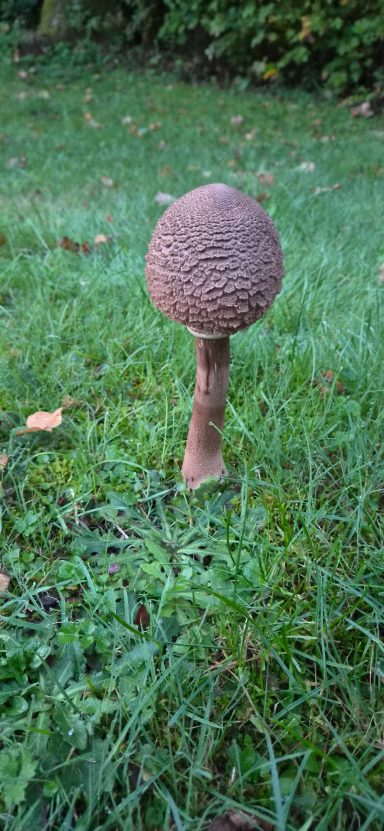 Gemeiner Riesenschirmling, Parasol